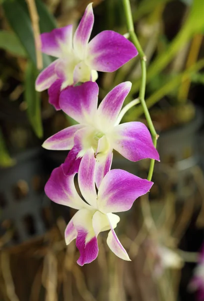 美しい紫色の蘭の花植物 — ストック写真