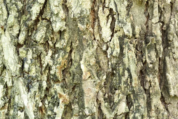 Bark texture background pattern crack — Stock Photo, Image