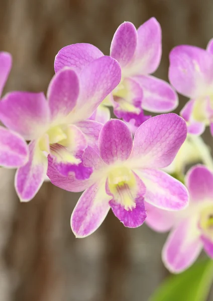 Bela planta orquídea roxa — Fotografia de Stock