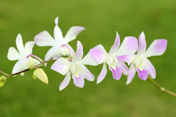 Purple white orchid plant — Stock Photo, Image