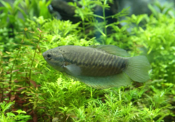 Pelle di serpente gourami (Trichogaster pectoralis ) — Foto Stock