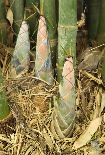 Shoot of Bamboo — Stock Photo, Image