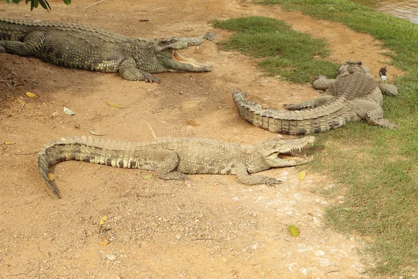 Krokodil ruht — Stockfoto