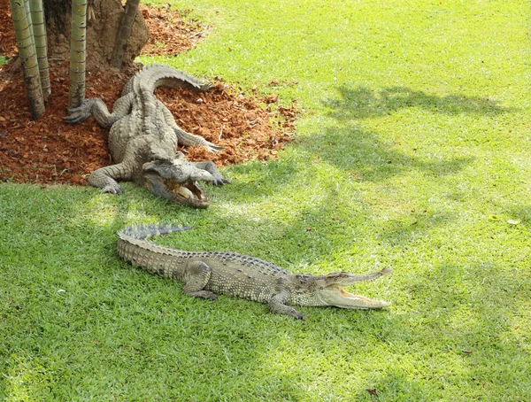 Krokodil rusten op het gras — Stockfoto