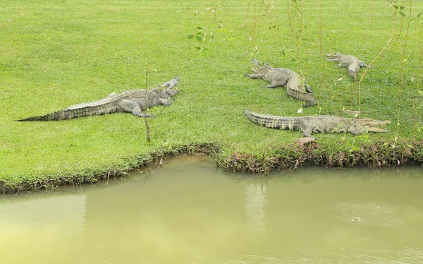 Crocodilo descansando na grama — Fotografia de Stock