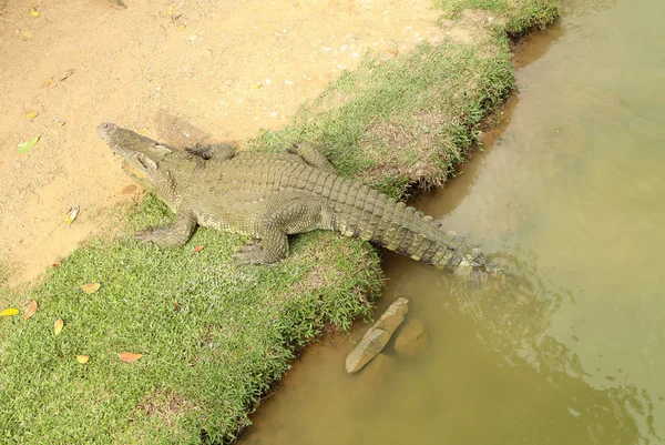 Crocodilo descansando na grama — Fotografia de Stock