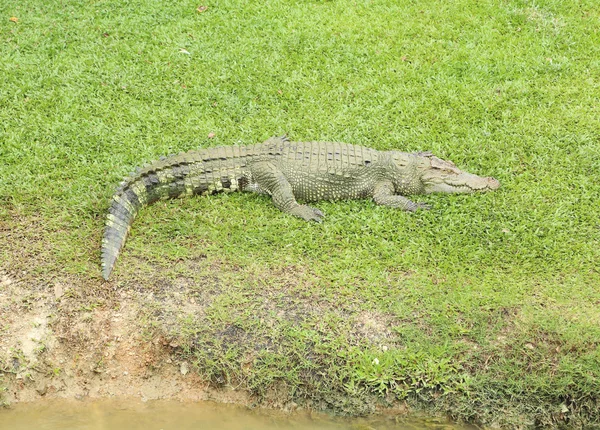 Крокодил отдыхает на траве — стоковое фото