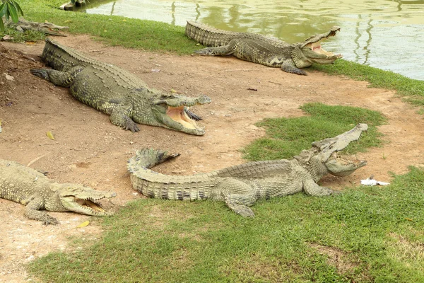 Crocodilul se odihnește pe iarbă — Fotografie, imagine de stoc