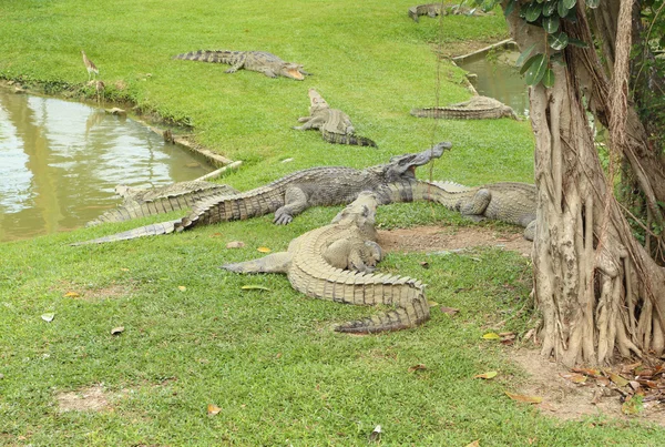 Crocodilo descansando na grama — Fotografia de Stock