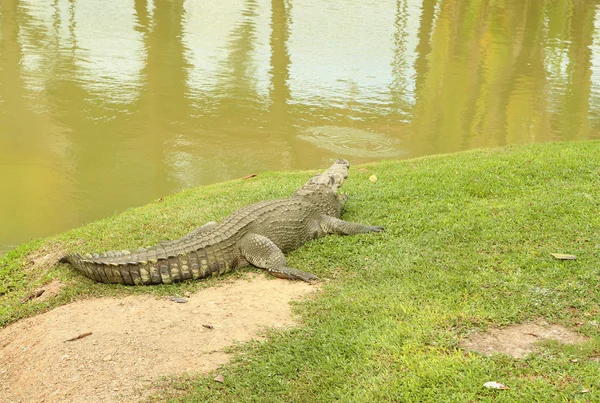 Crocodilo descansando na grama — Fotografia de Stock