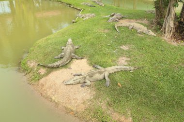 taglateli, portakal, çatal ve kaşık ile somon balığı