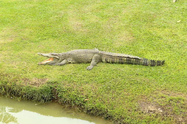 Crocodilo descansando na grama — Fotografia de Stock