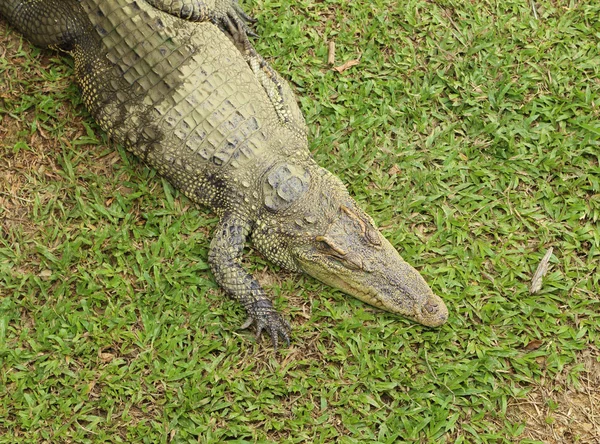 Крокодилы отдыхают — стоковое фото