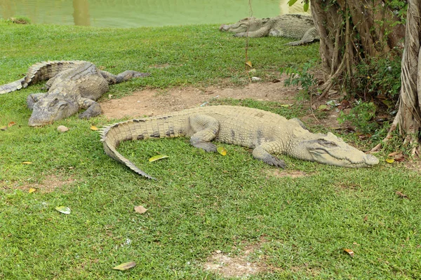 Krokodil ruht — Stockfoto