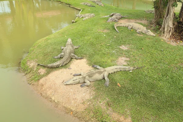 Crocodilo descansando na grama — Fotografia de Stock