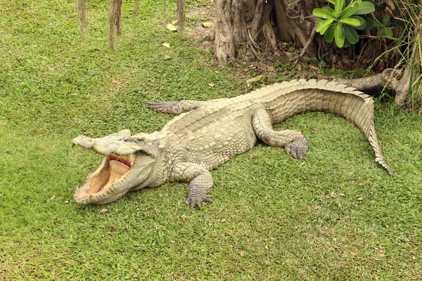 Cocodrilo en pantano — Foto de stock © volare2004 #148404649