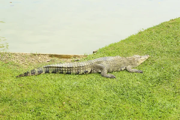 Crocodilo descansando na grama — Fotografia de Stock