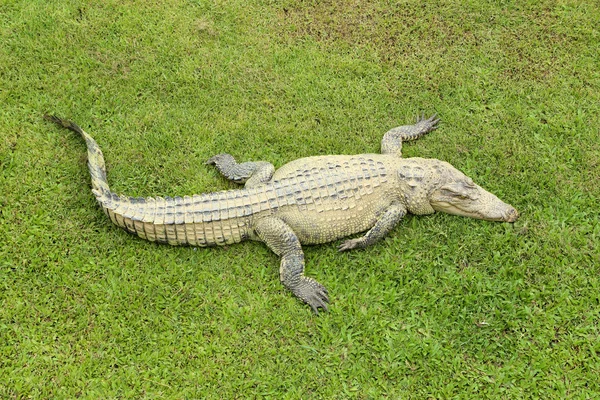 Krokodil ruht — Stockfoto