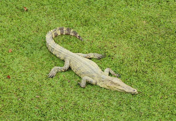 Krokodil pihenő — Stock Fotó