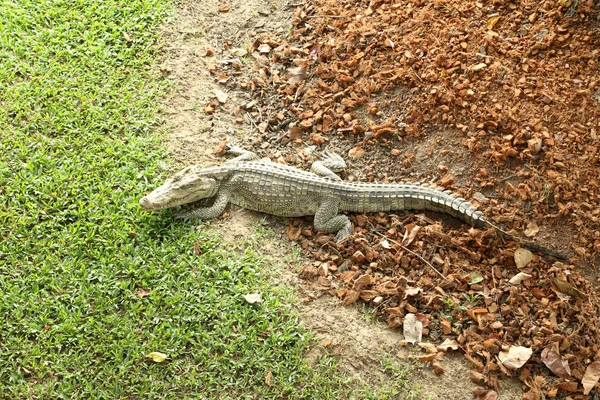 Krokodil ruht — Stockfoto