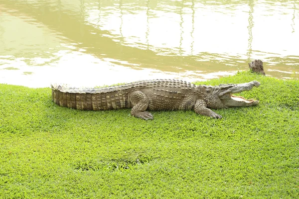 Crocodilo descansando na grama — Fotografia de Stock