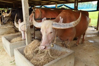 su baffalo yeme kurutulmuş ot