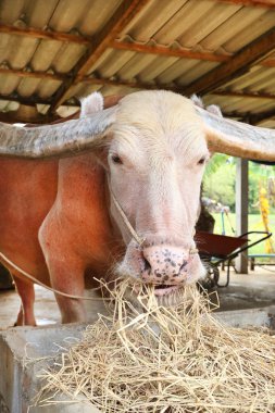 su baffalo yeme kurutulmuş ot