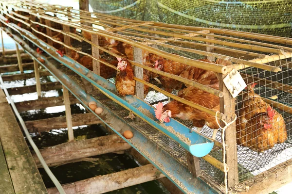 He, and eggs eating food in farm — Stock Photo, Image