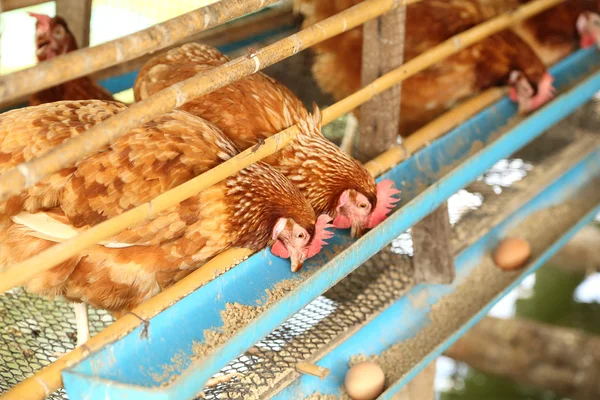 Ele, e ovos comendo comida na fazenda — Fotografia de Stock