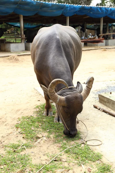 Water baffalo eating grass — Stock Photo, Image