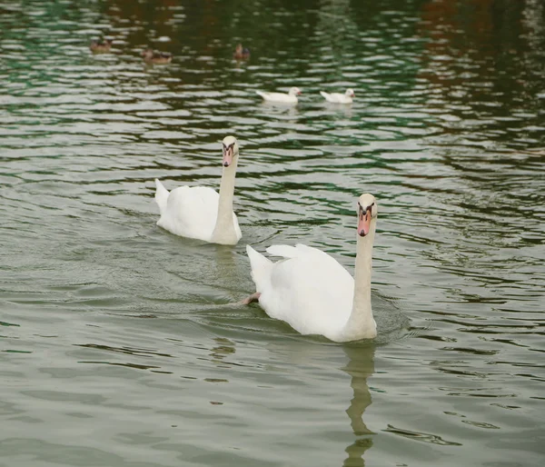 Cisne blanco en el río —  Fotos de Stock