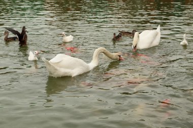 Kuğu ve koi balıkları havuzda yüzme ile ördek