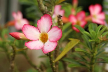 tropikal çiçek pembe adenium