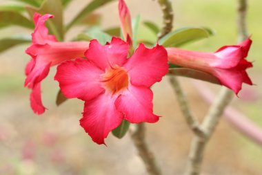 tropikal çiçek kırmızı adenium. çöl gülü.