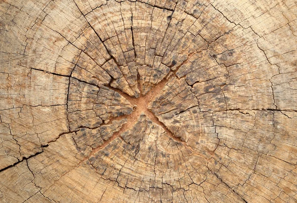 Old tree stump texture — Stock Photo, Image