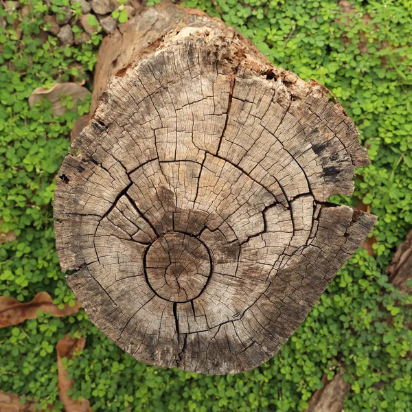 Potong Kayu — Stok Foto