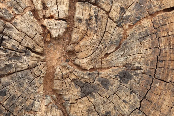 Old tree stump texture — Stock Photo, Image