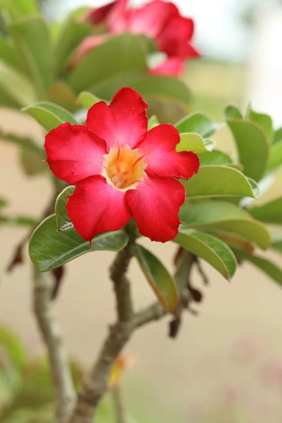 Tropische Blume rotes Adenium. Wüstenrose. — Stockfoto