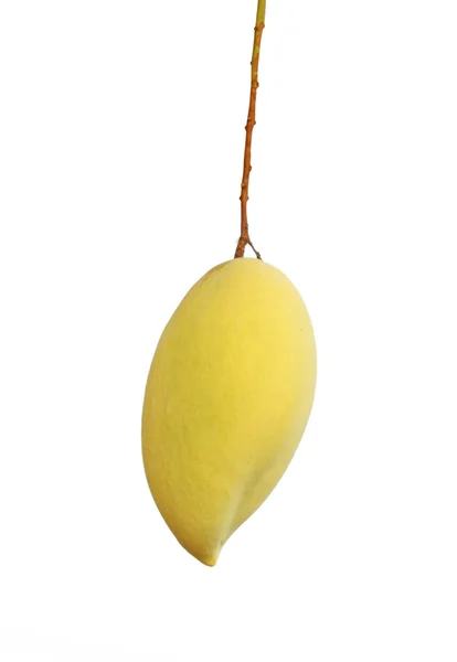 Mango dorado en el árbol — Foto de Stock