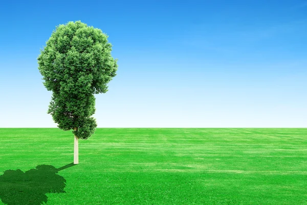 Grass field with tree and sky — Stock Photo, Image