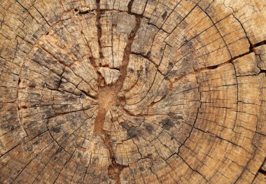Eski ağaç gövdesi dokusu