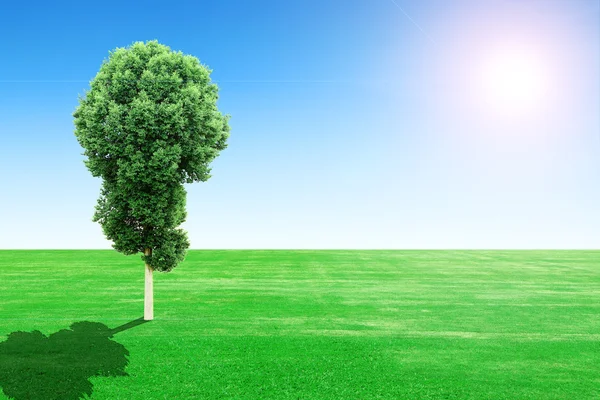 Green grass field and tree with sun and sky — Stock Photo, Image