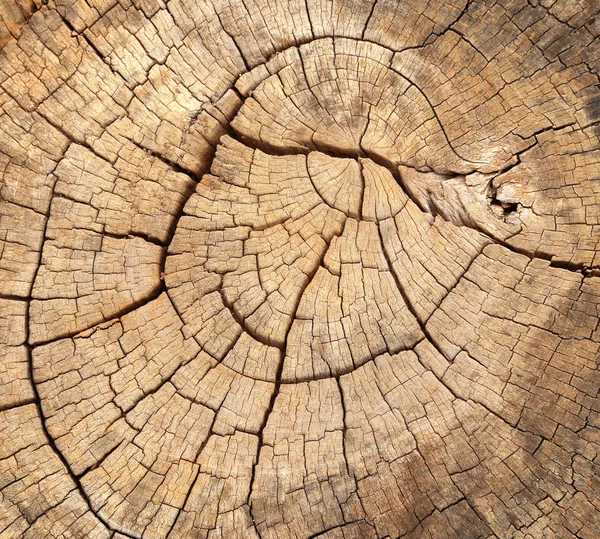 Old tree stump texture — Stock Photo, Image