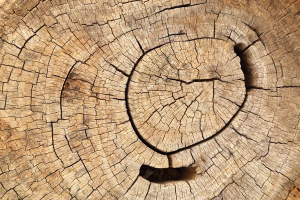 Old tree stump texture — Stock Photo, Image