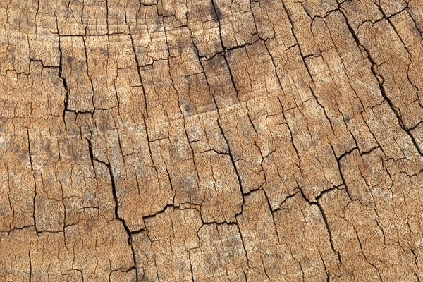 Trä struktur bakgrund — Stockfoto