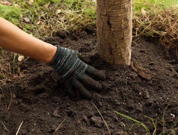 Hand de boom geplant in de bodem — Stockfoto