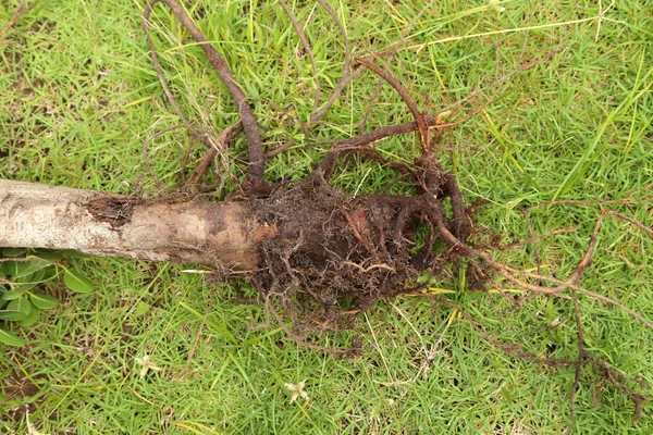 Malé kořeny s půdou ze stromu — Stock fotografie