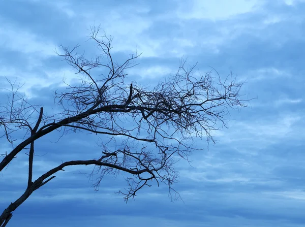 Döda trädet mot mörka molnig himmel — Stockfoto