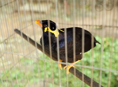 ortak myna kuşu (acridotheres tristis)