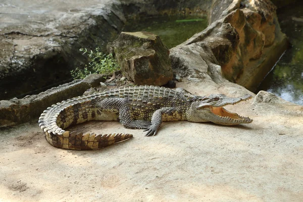 Crocodilo em uma fazenda — Fotografia de Stock